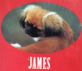 Tricki Woo. Hundegeschichten. Von James Herriot (1986).